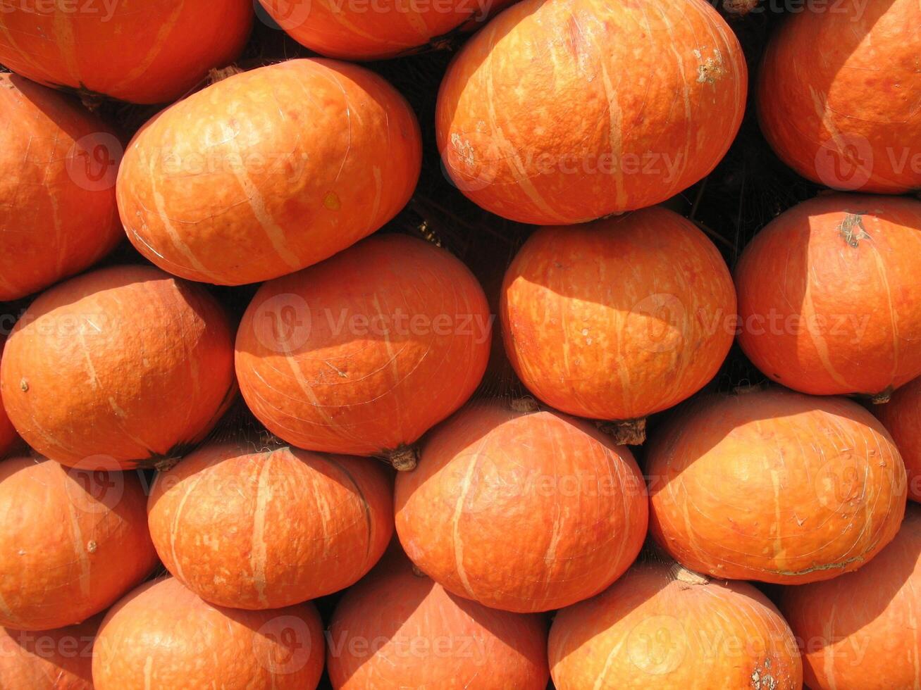 wall of orange pumpkin under sunshine at noon photo