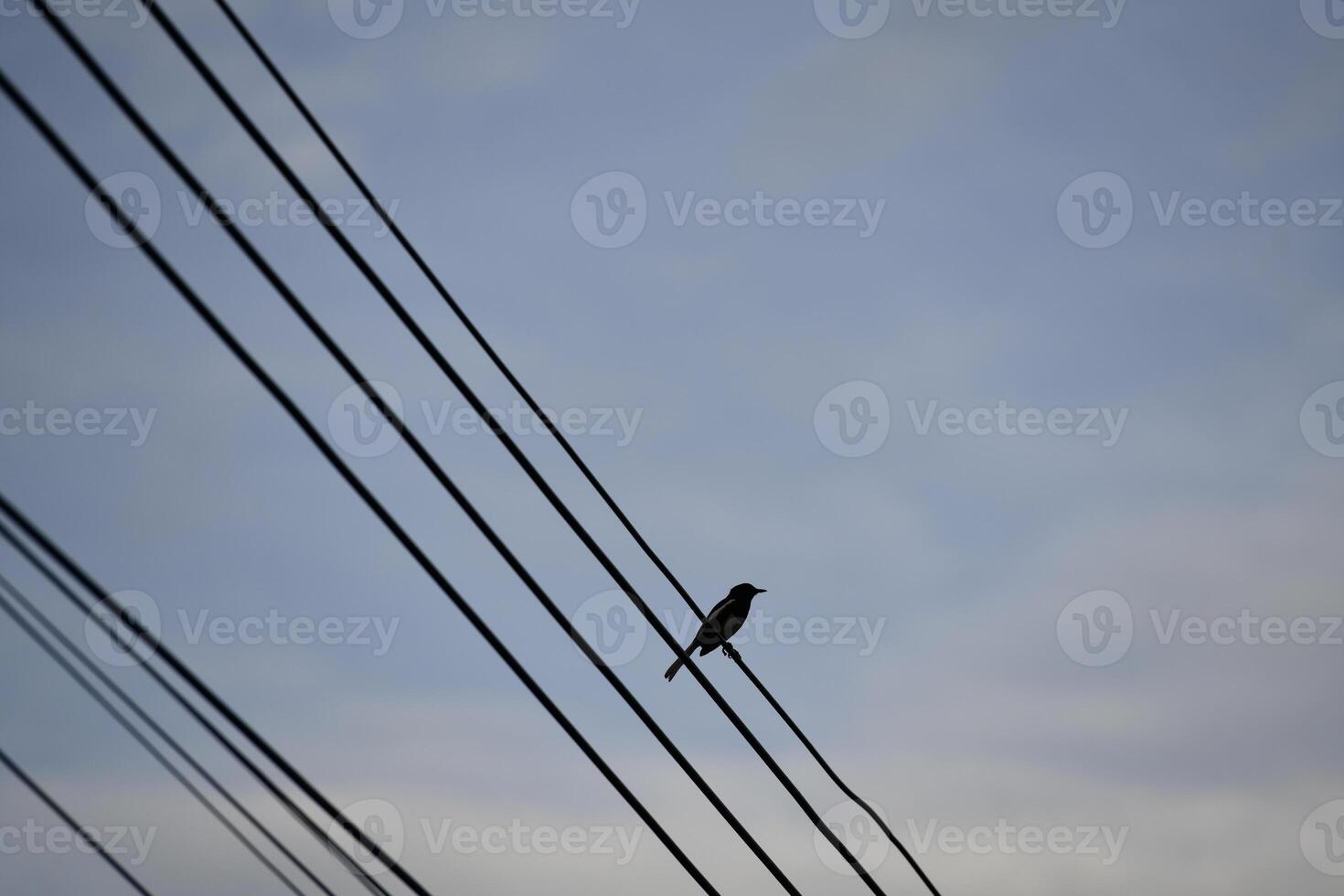 a bird rest on wire with sky background photo
