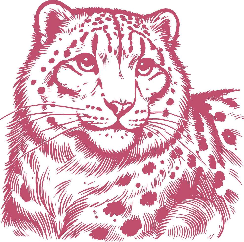Snow Leopard Portrait in Vintage Engraving Style Classic Wildlife Illustration vector