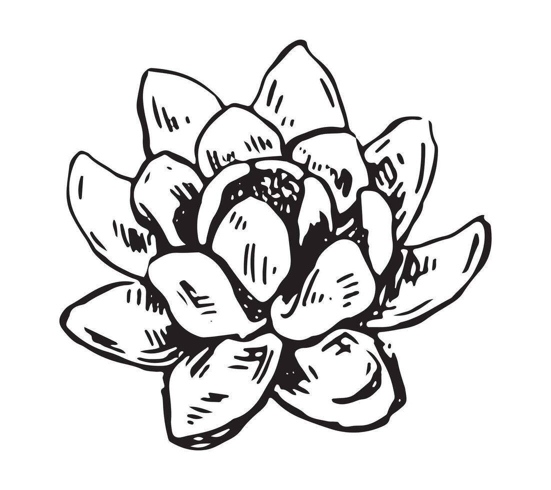 Water lily plant sketch. Lotus flower bud in retro style. Botanical illustration isolated on white. vector
