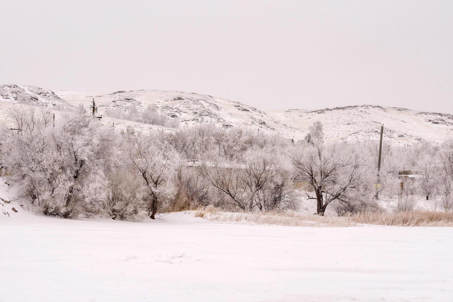 Photograph of a winter landscape with snow-covered trees, bushes and dry, frost-covered grass under a cloudy sky. photo