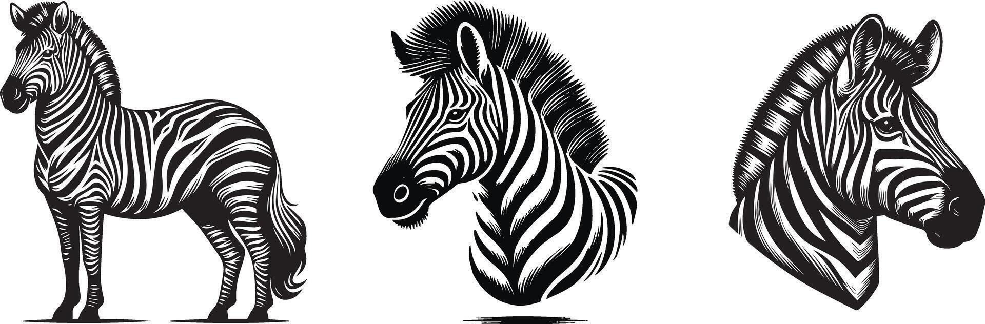 Zebra head with a white background vector