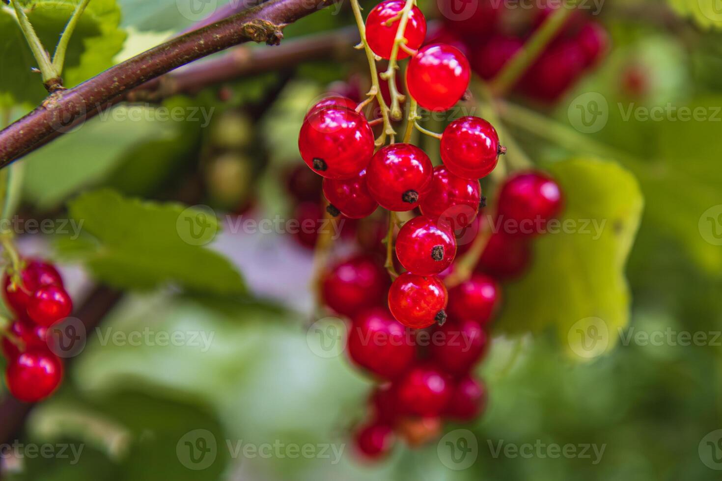 Harvesting currants, grapes, and various fruits in a lush garden setting photo
