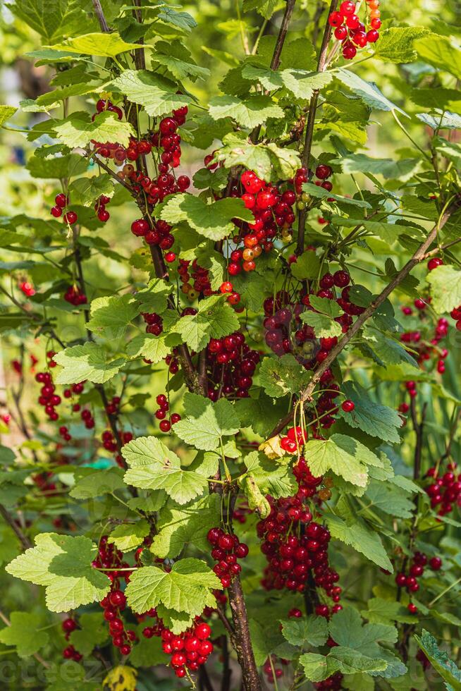 Rich harvest of ripe currants and berries in a lush garden setting photo