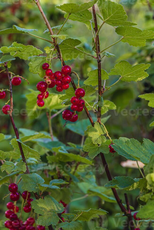 Grilling salmon and trout on a barbecue with red currants nearby photo