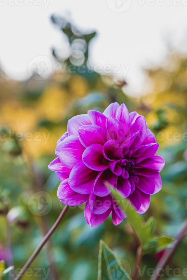 close up purple dahlia in the garden blooming on a summer morning photo