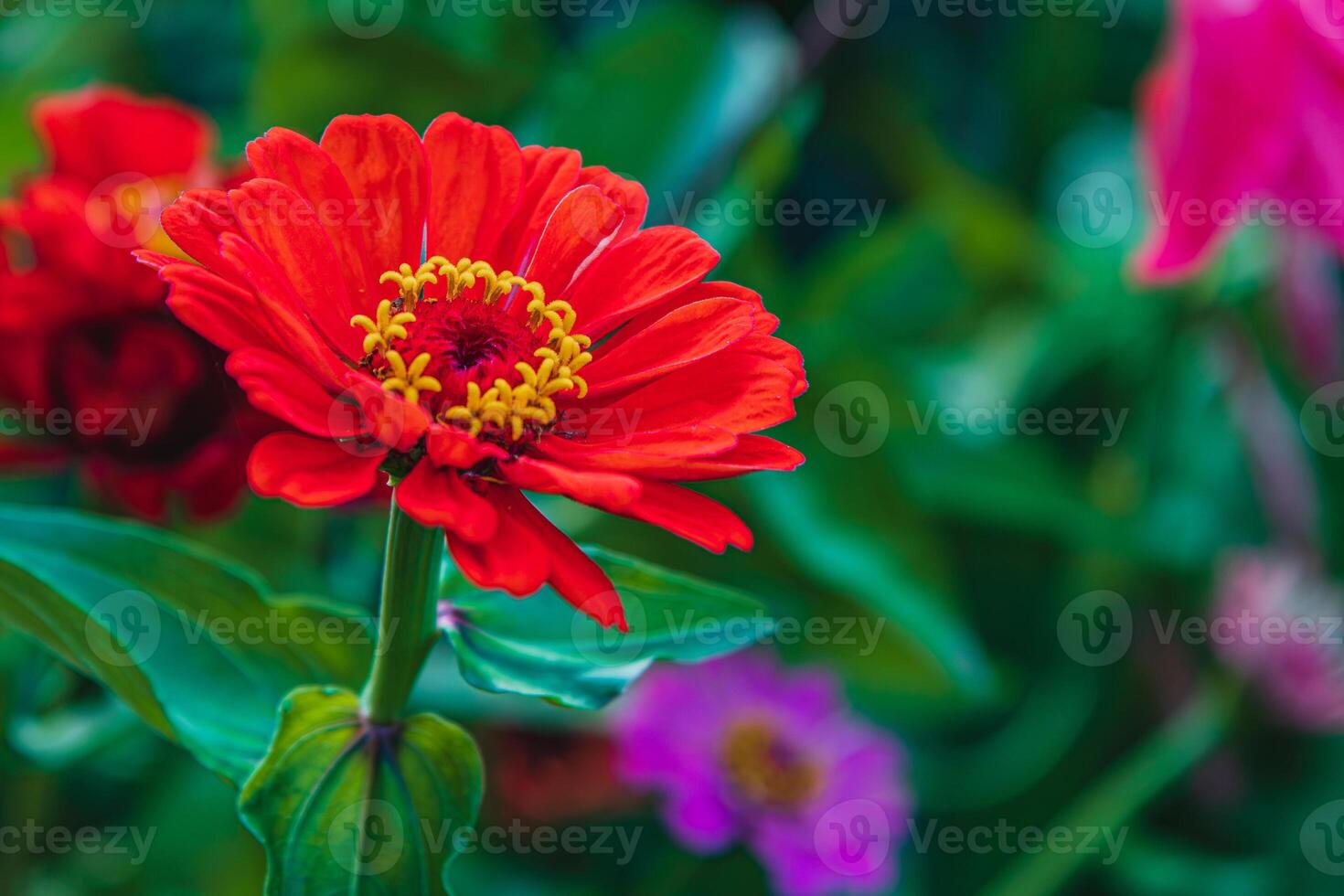 Red zinnia flower blooming amidst lush greenery in a garden setting photo
