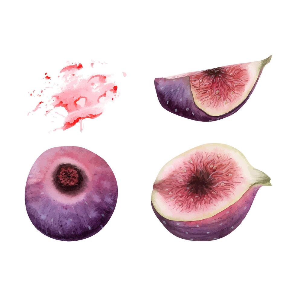 Watercolor figs illustration set in purple and pink colors. Tropical summer fruits whole and sliced with realistic pulp vector