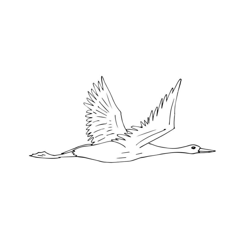 Hand drawn flying crane vector