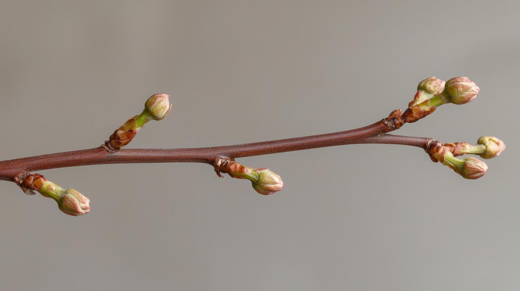 A branch with buds on it photo