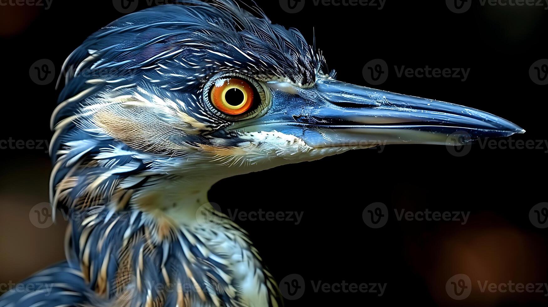 Juvenile Ascension Night Heron Nycticorax olsoni with brown and white feathers extinct native to Ascension Island Africa photo