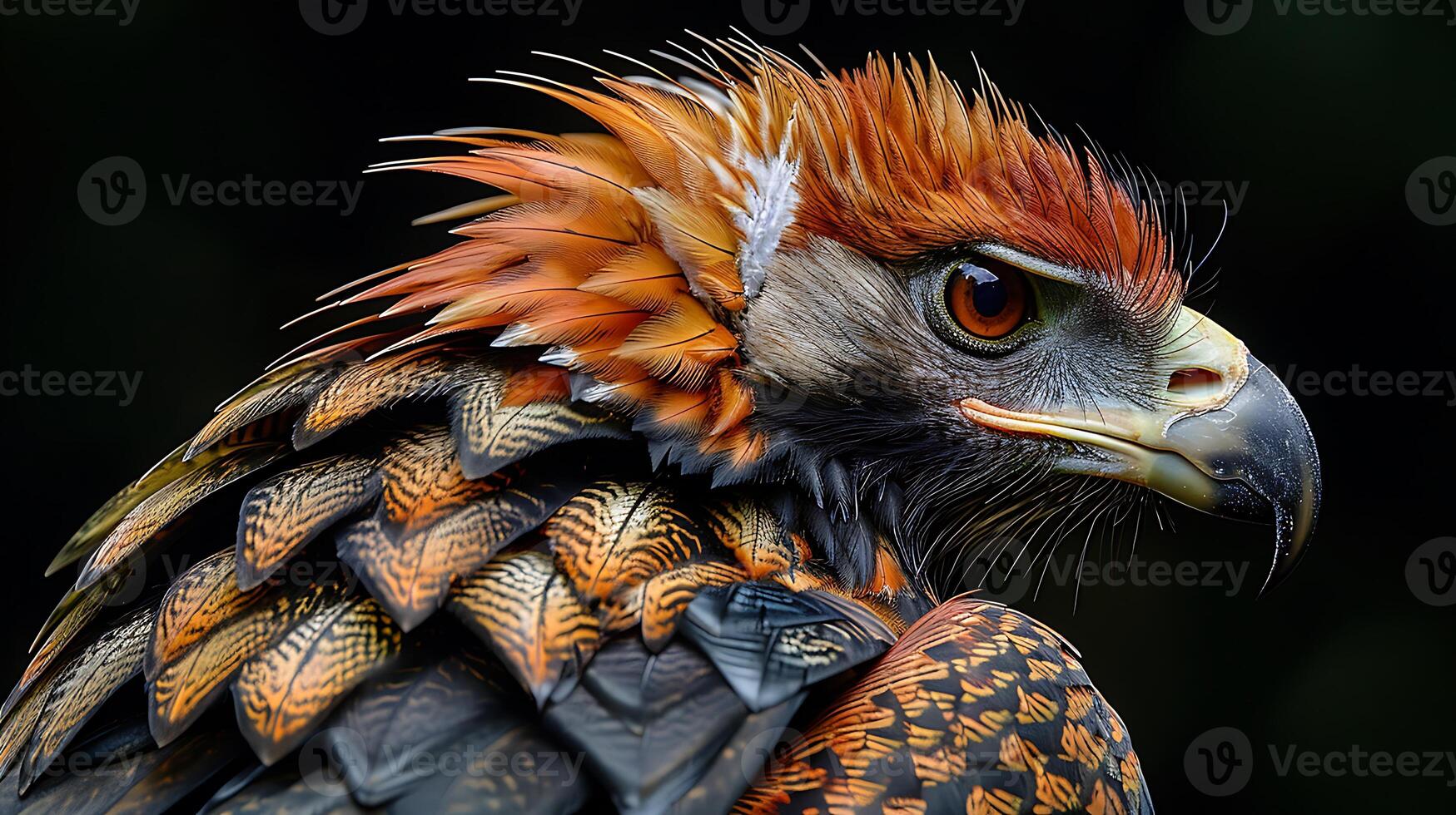 Juvenile Philippine Eagle Pithecophaga jefferyi with brown and white feathers native to the Philippines Asia photo