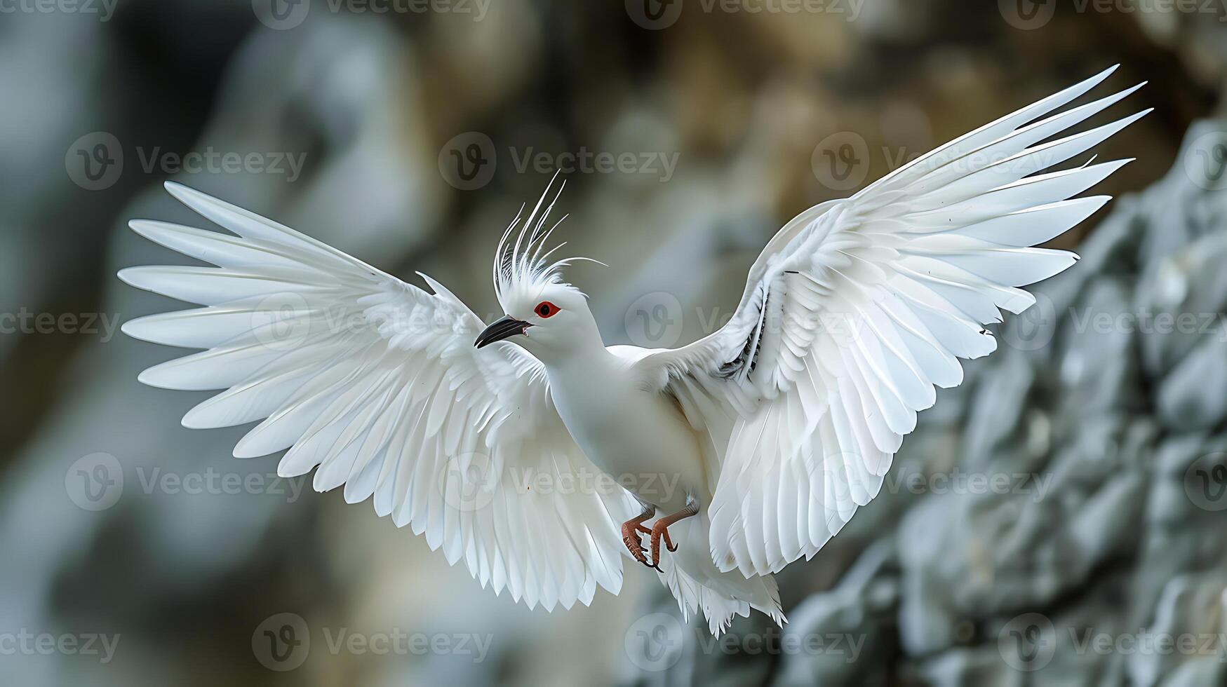 Juvenile White tailed Tropicbird Phaethon lepturus with white plumage and long tail feathers native to Seychelles Africa photo