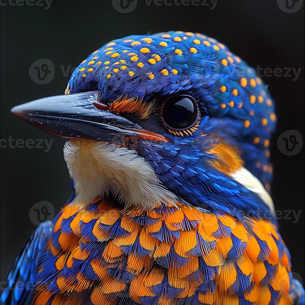 Adult female Azure Kingfisher Ceyx azureus with blue and orange plumage native to Australia Oceania photo