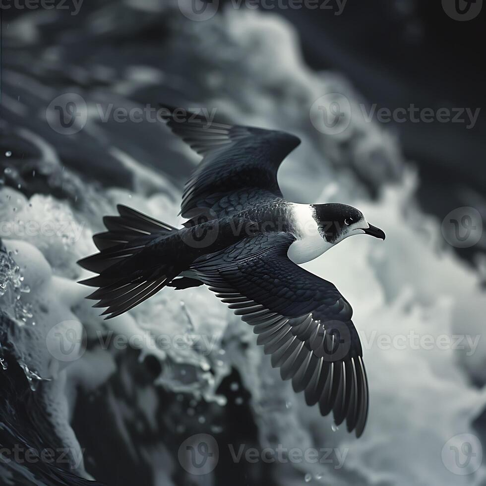 Adult female Black capped Petrel Pterodroma hasitata with black and white plumage found in Haiti North America photo