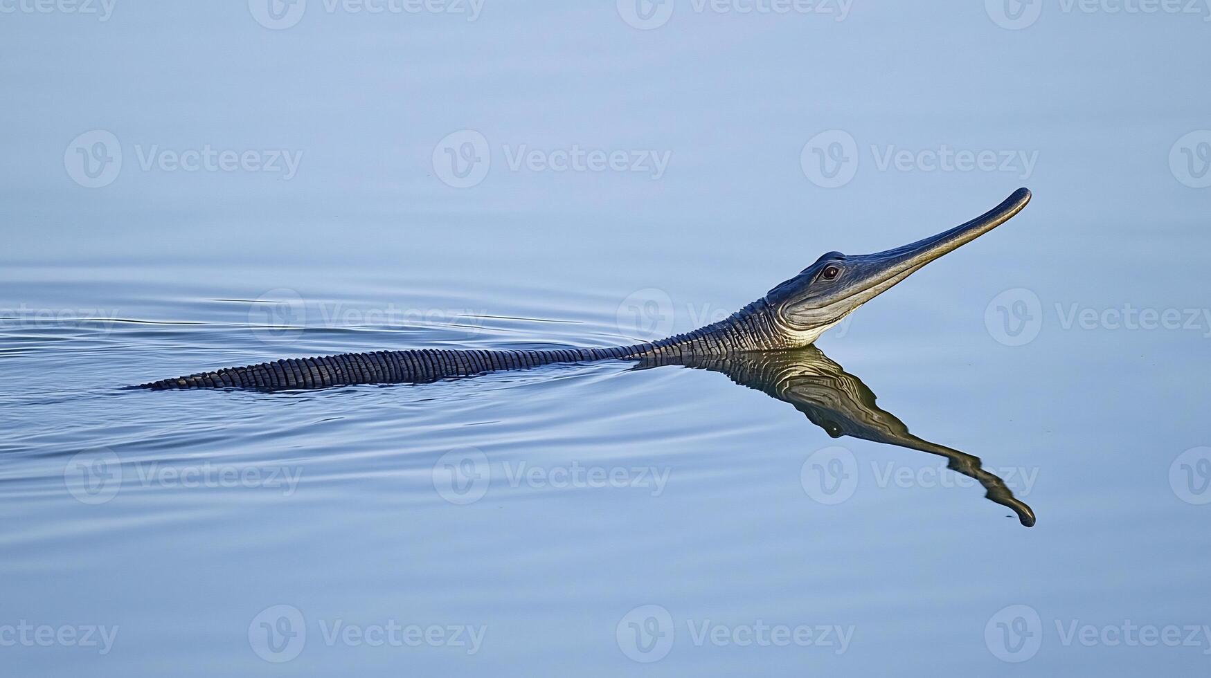 Gharial floating partially submerged a calm river its long narrow snout visible above the waterline captured with a telephoto lens to emphasize its sleek prehistoric form photo