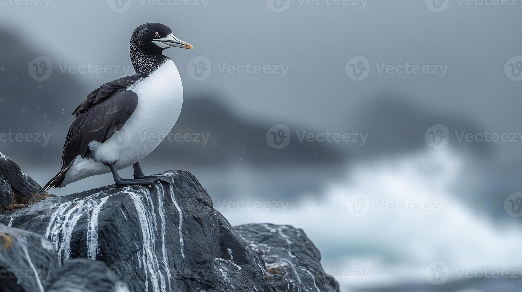 Great Auk perched a rocky coastline waves crashing below as the bird surveys the horizon under a dramatic overcast sky captured with a telephoto lens for intense focus and atmosphere photo