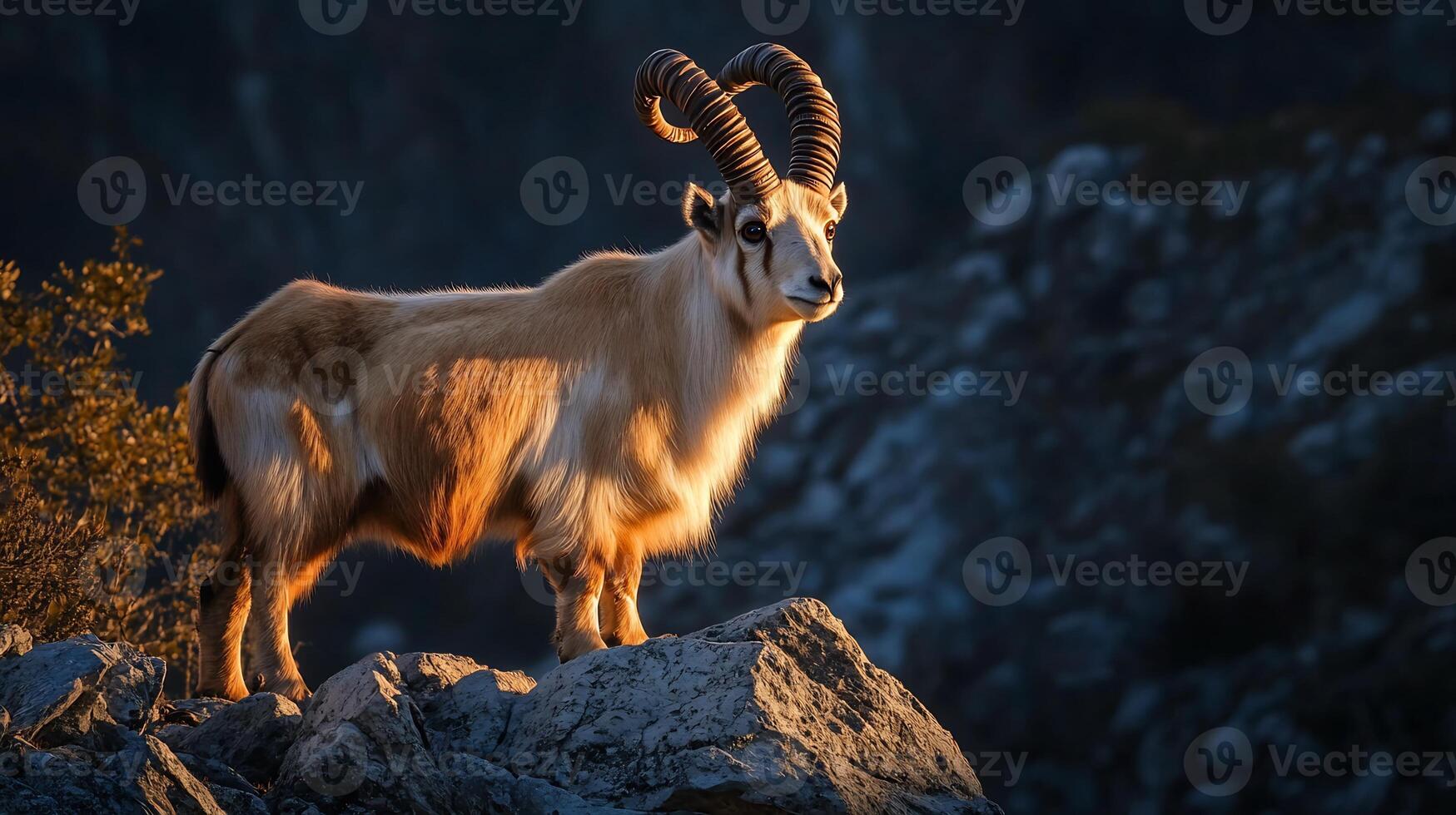Markhor standing proudly rocky ridge Himalayan mountains its large spiral horns glowing in the golden hour light captured with a telephoto lens to emphasize its majestic posture and rugged habitat photo