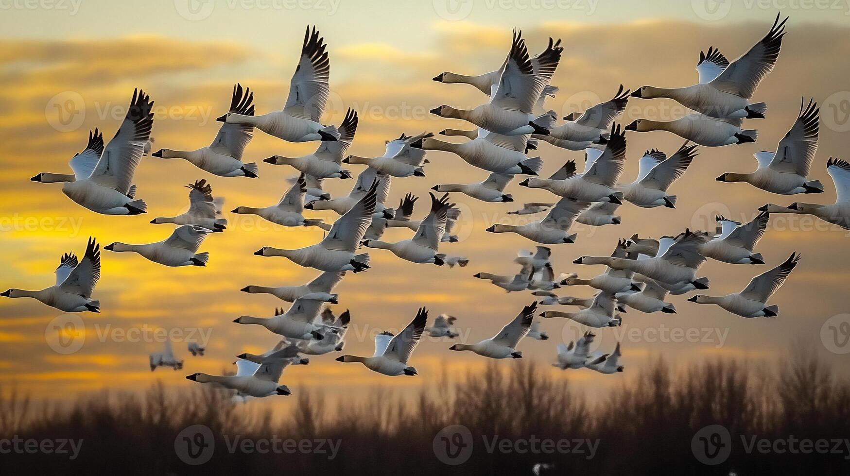 Massive flock of snow geese flying perfect formation across a golden sky at dusk their synchronized movements creating intricate patterns captured with a telephoto lens for group dynamics photo