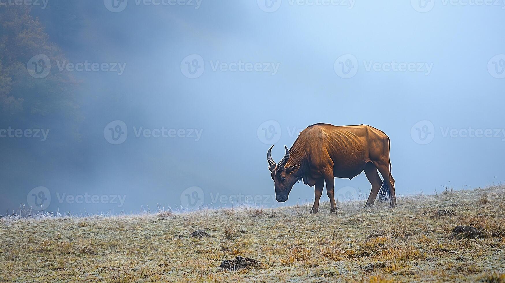 Massive Indian gaur grazing a hillside covered in morning mist its muscular frame and curved horns highlighted by diffused light photo