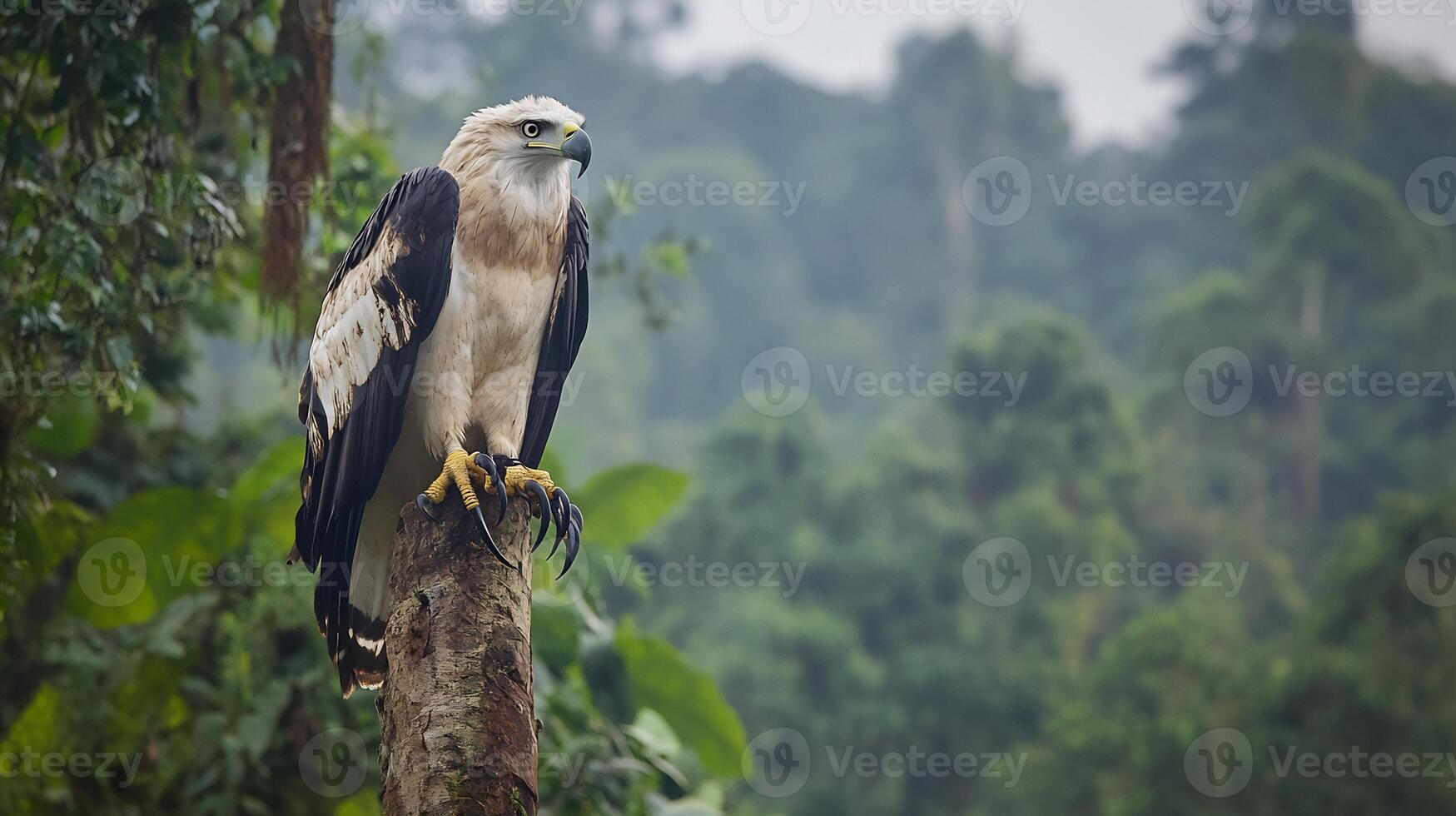 Powerful harpy eagle perched high a jungle tree its fierce eyes and massive claws emphasized with dense rainforest in the background captured with a telephoto lens for dramatic wildlife impact photo