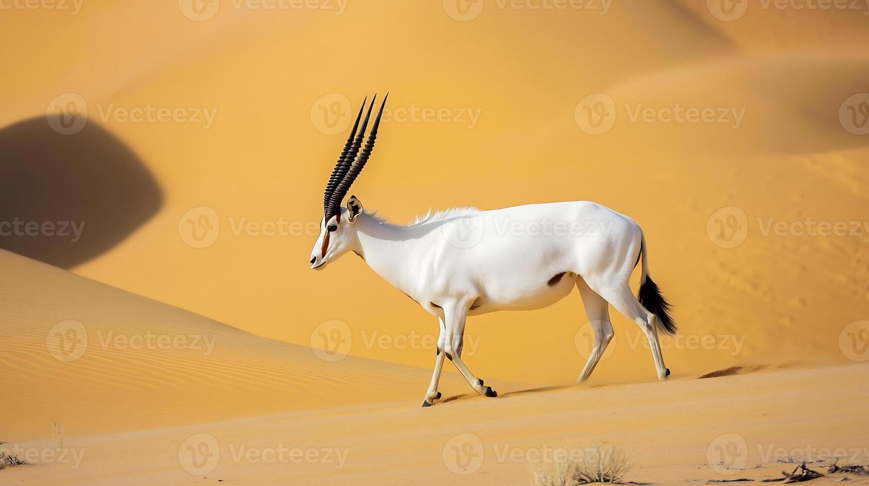 Rare addax antelope navigating golden desert dunes under harsh midday sun spiraled horns white coat contrasting with the arid landscape captured with a telephoto lens for sharp wildlife isolation photo