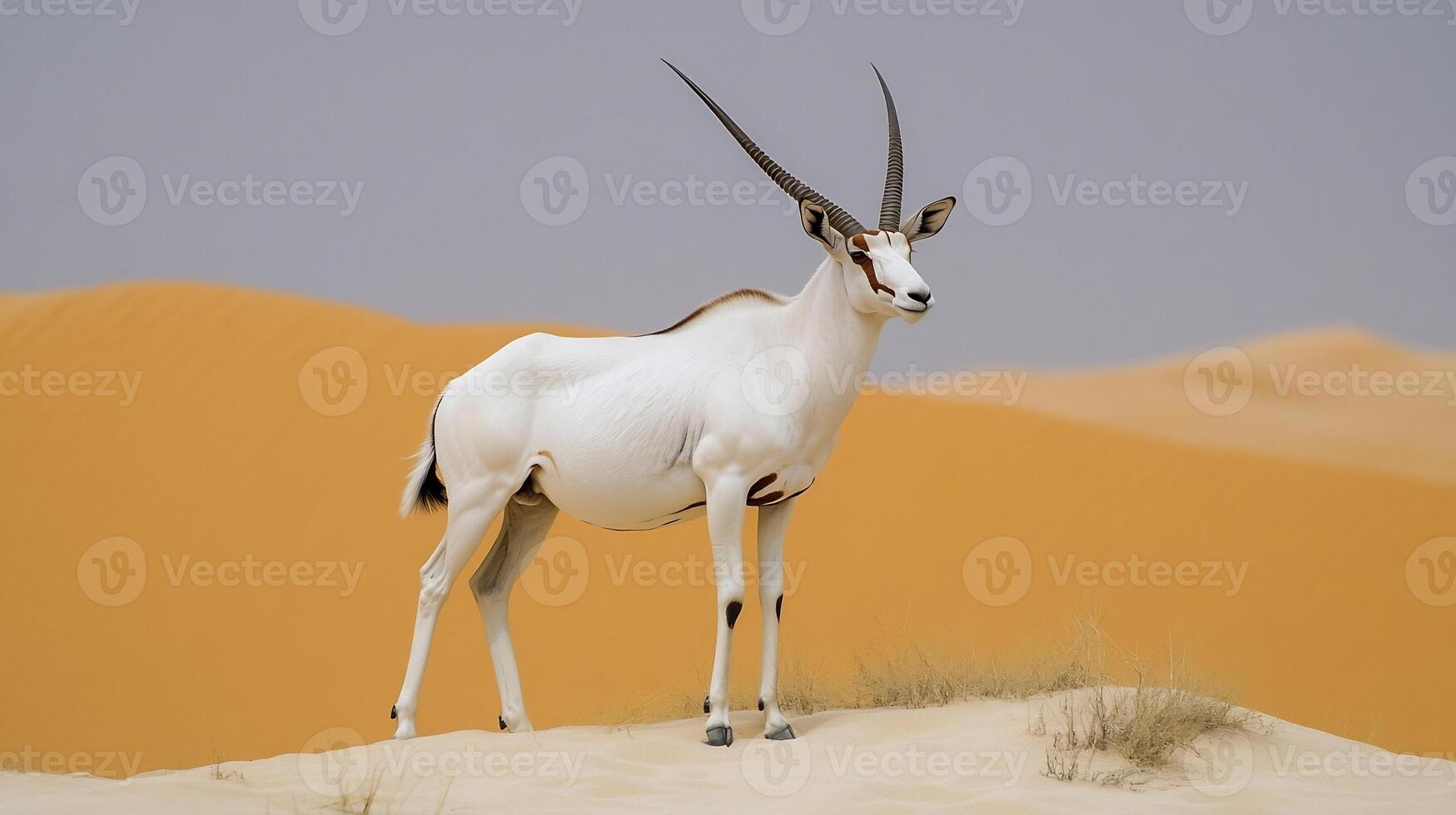 Arabian oryx standing gracefully towering desert dune white coat glowing under harsh midday sun rolling golden dunes stretching to the horizon captured with a telephoto lens for dramatic depth photo