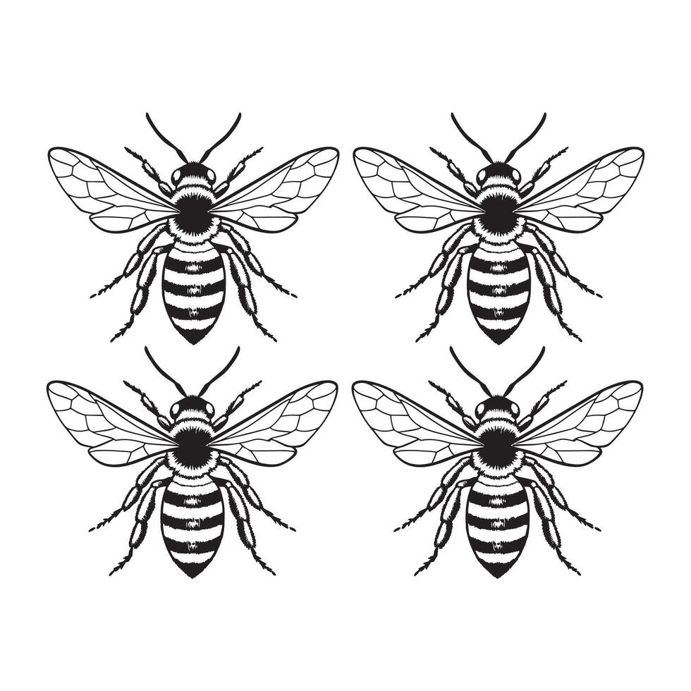 Honey Bee line art design vector