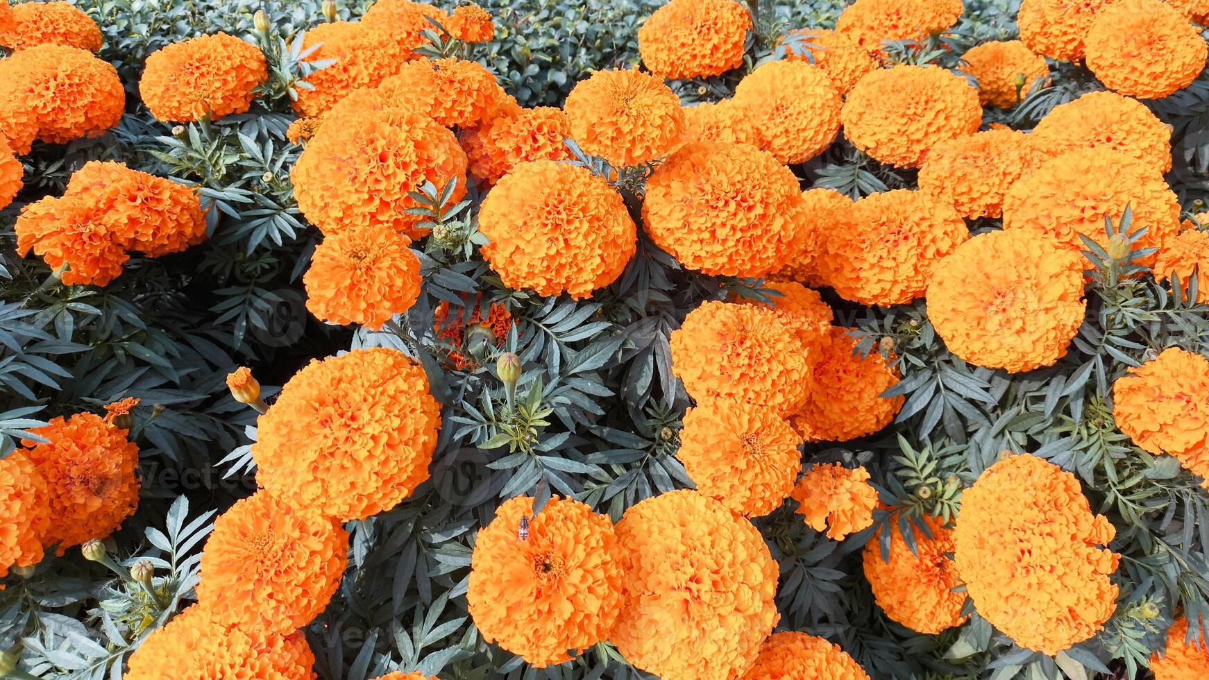 Blossom of marigold flowers on the garden photo