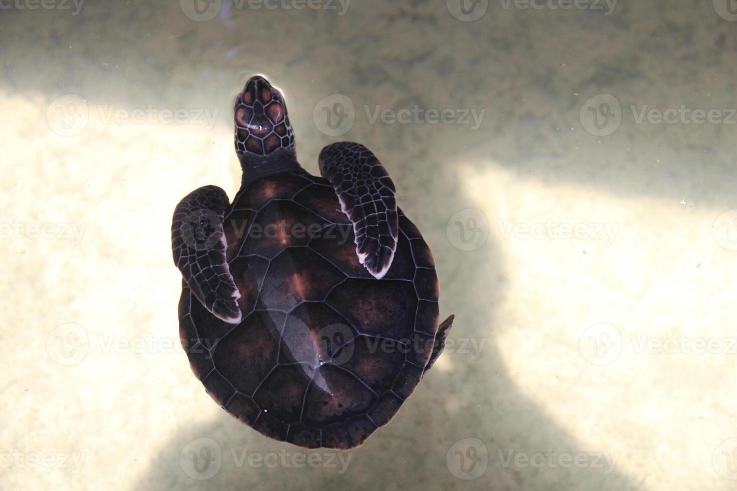 A small turtle with flippers folded on its shell swims in an indoor pool in a turtle hatchery, the center of a turtle farm in Sri Lanka photo