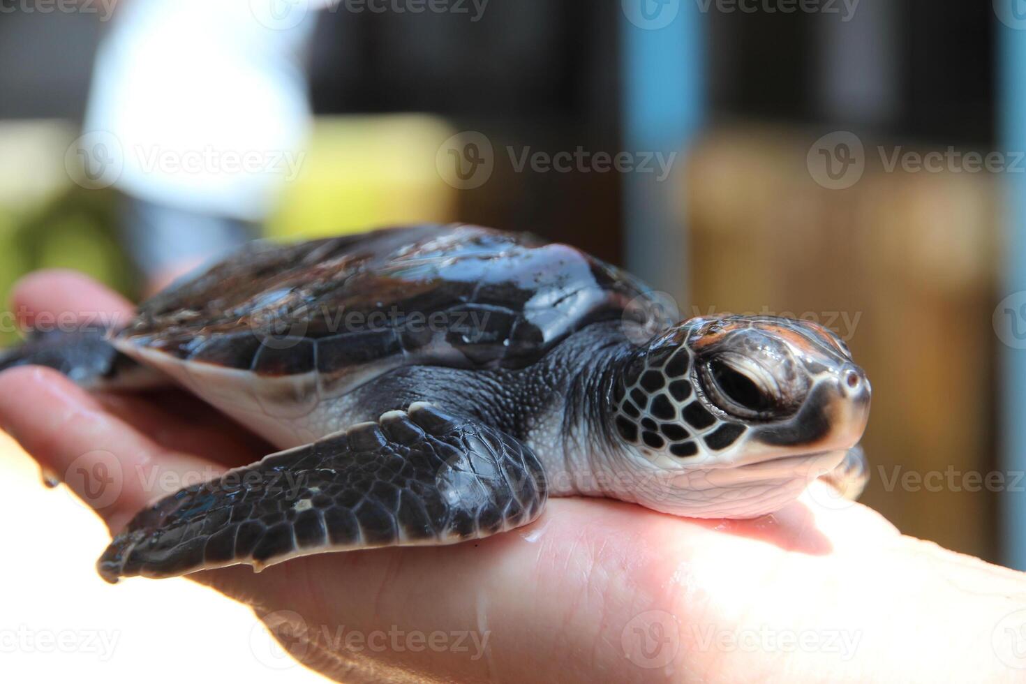 a small newborn turtle lies on the palm of a worker's hand at a turtle farm. The worker examines a baby turtle in its nest. Turtle farm for the conservation and rescue of turtles in Sri Lanka photo
