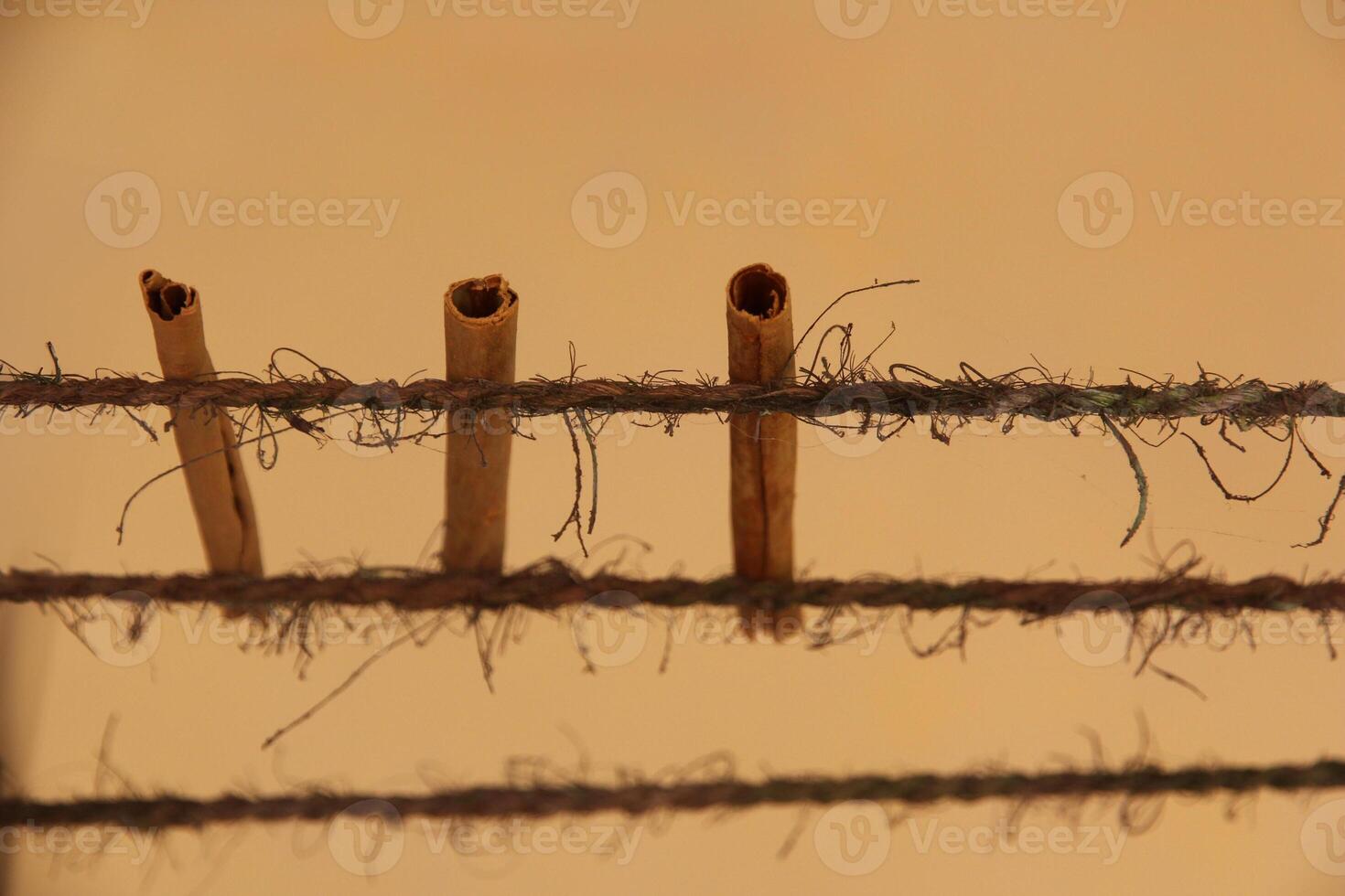 Close-up Cinnamon sticks drying on a rope under a roof. The process of making cinnamon spice photo
