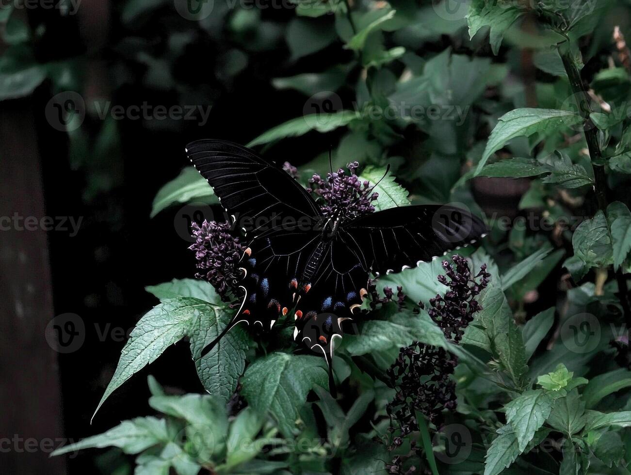 butterfly perches gracefully on colorful flower showcasing delicate wing patterns while surrounded lush greenery. soft natural light enhances vibrant colors and intricate details photo