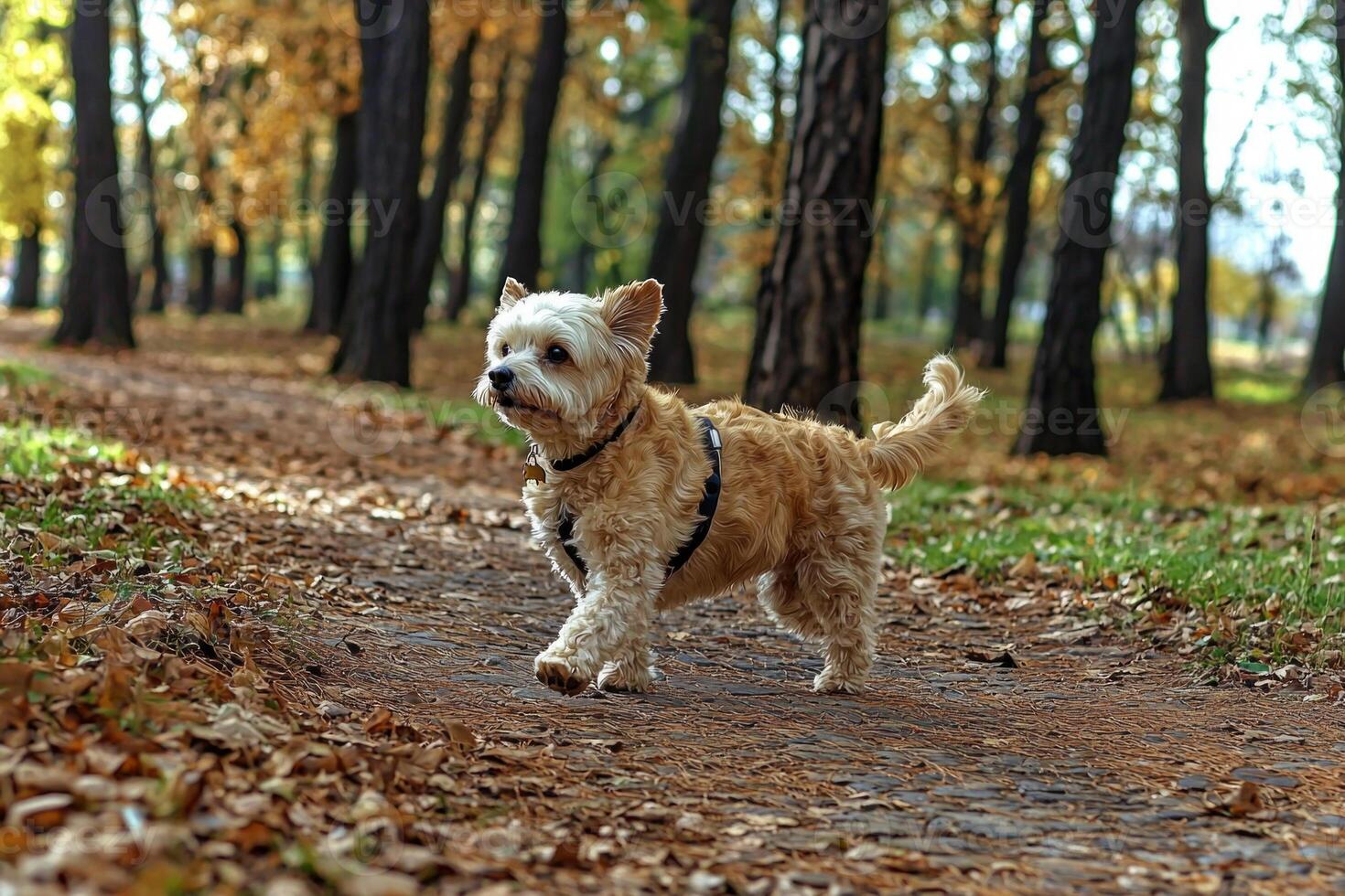elderly woman strolls leisurely through city park her small dog on sunny day. path is lined trees creating peaceful atmosphere perfect for relaxation photo