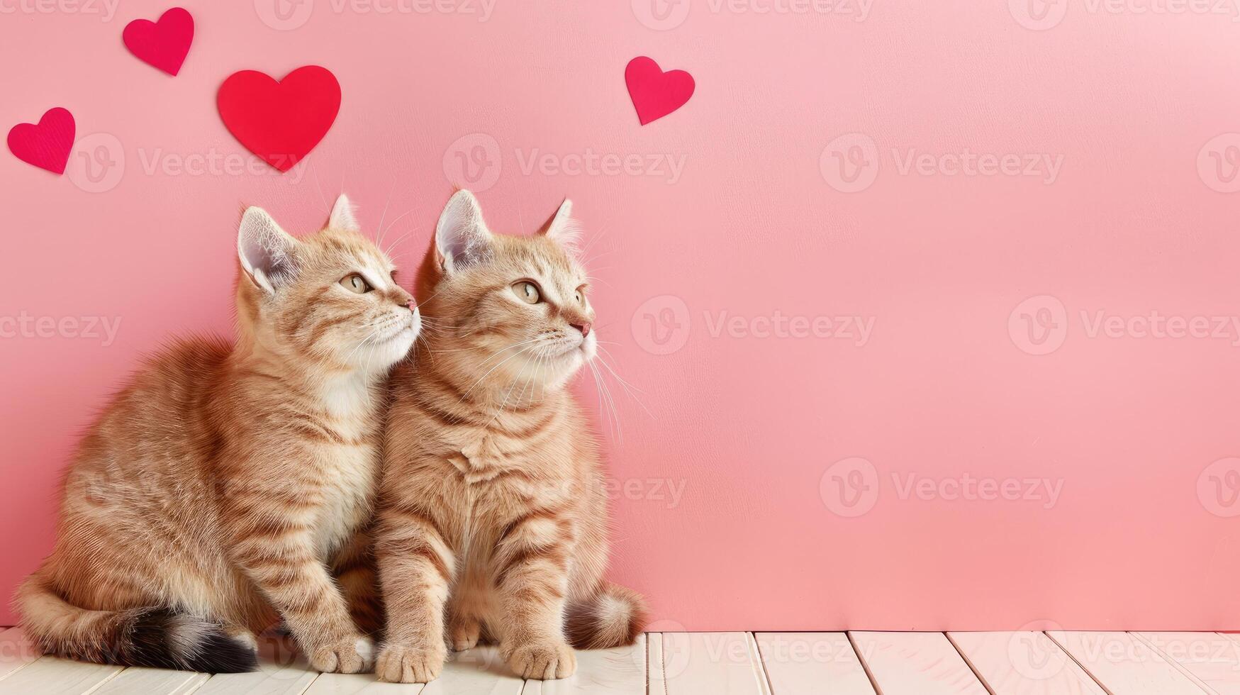 Valentine s Day cats banner with copy space. Domestic animal sit close on pink background with red hearts. Love and Romantic background with wooden floor. photo
