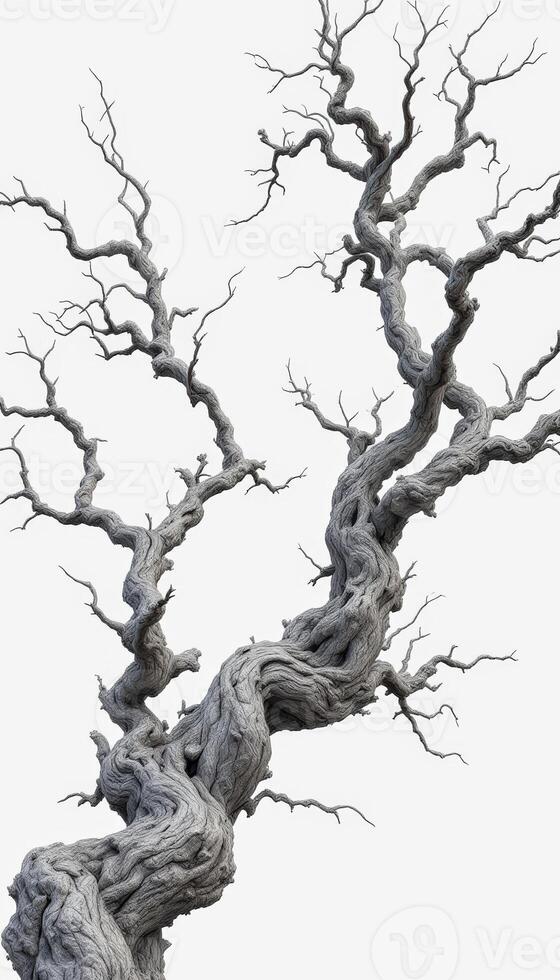 Ancient Twisted Tree Reaching Skyward in Pale Gray Tones Against a Bright Background photo
