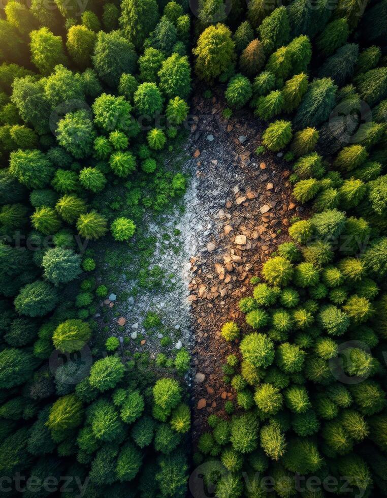 Aerial View of a Forest Divided by a Path of Rocks and Sparse Vegetation photo