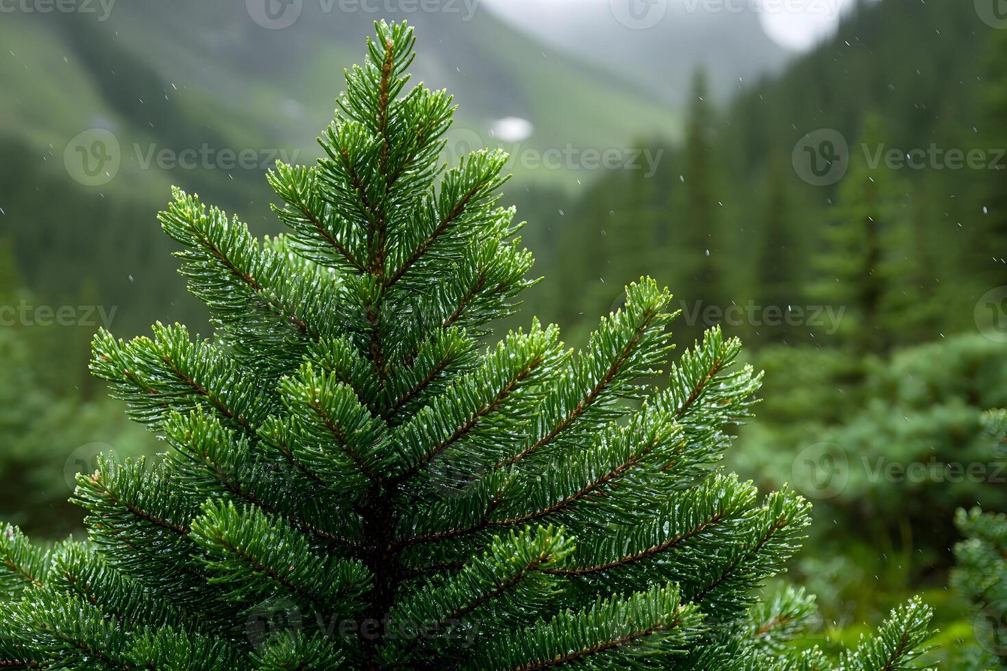 Lush Evergreen Pine in Misty Mountain Landscape for Nature and Holiday Designs photo