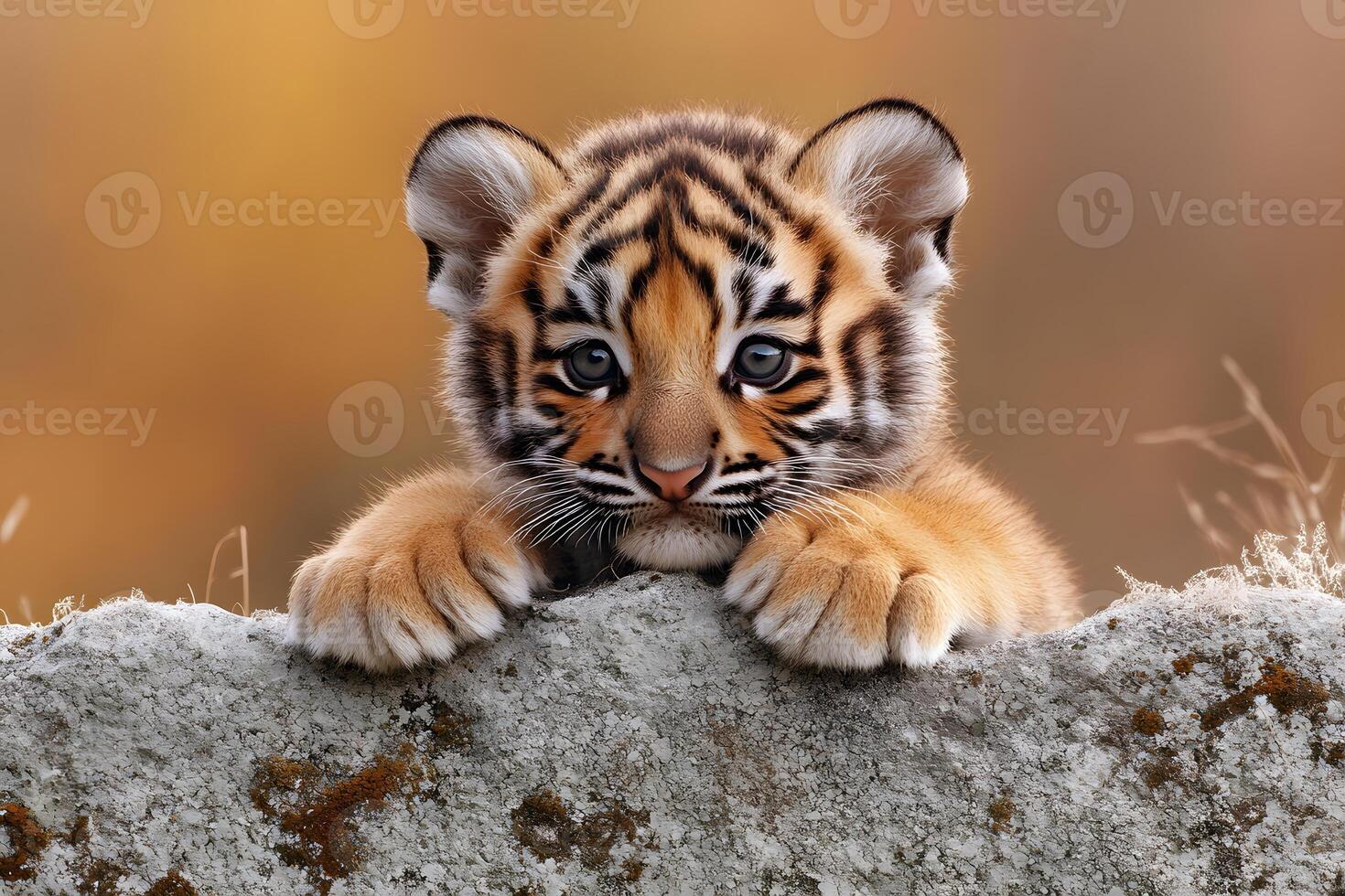 Adorable Tiger Cub Resting on Rock in Natural Habitat with Autumn Background photo