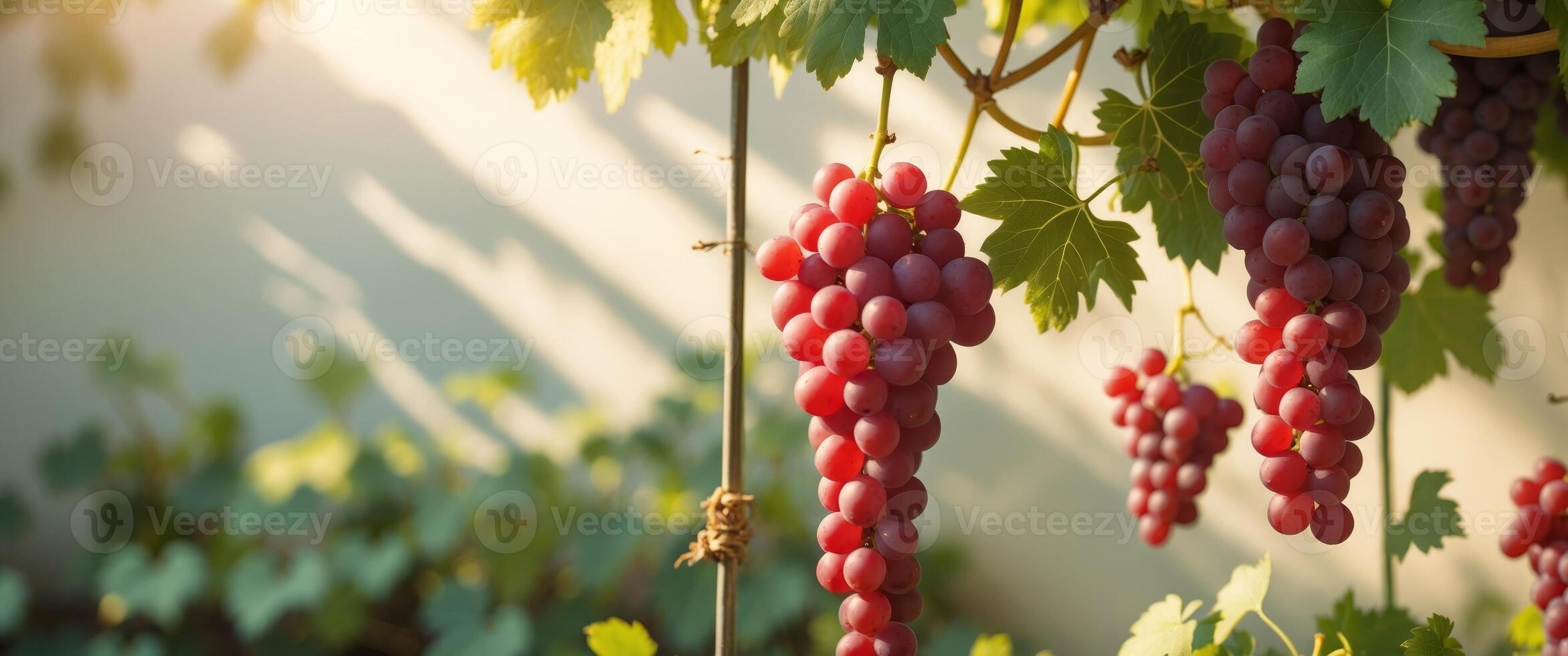 Juicy red grapes hanging in a garden setting with soft sunlight creating a vibrant and inviting atmosphere. photo