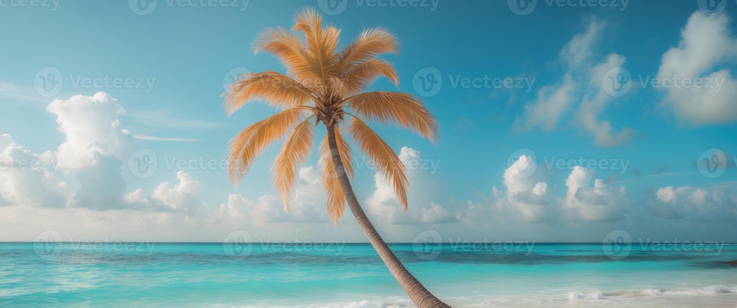 tropical beach with clear water and leaning palm tree. photo