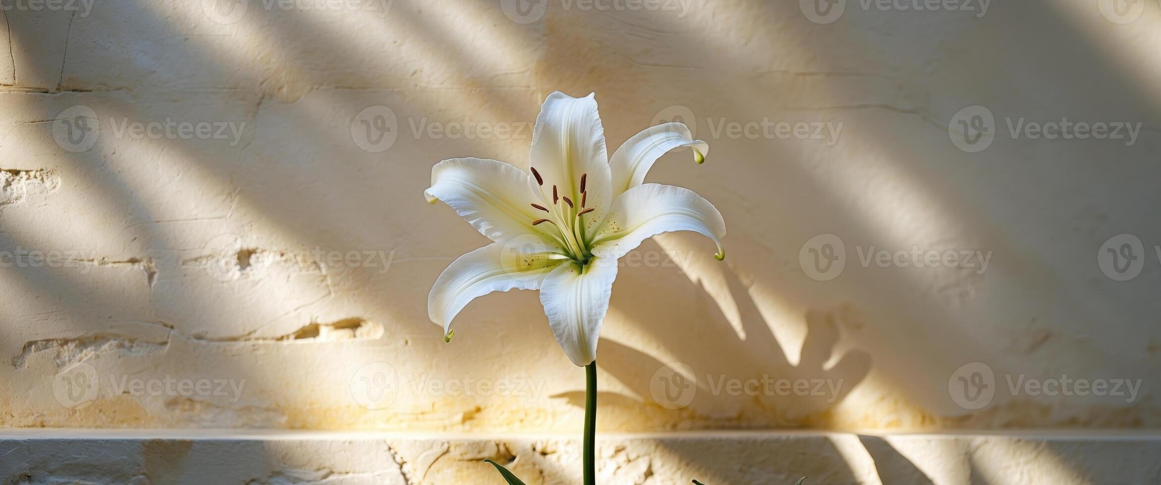 White lily in bright sunlight casting shadows on a textured wall photo