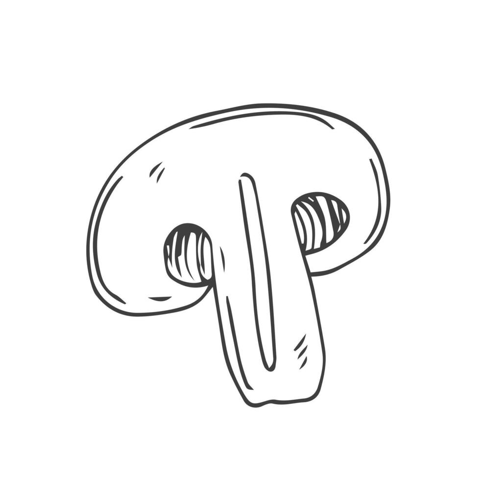 Sketch of sliced Champignon mushroom. Hand drawn ink sketch isolated on white. Vintage style. vector