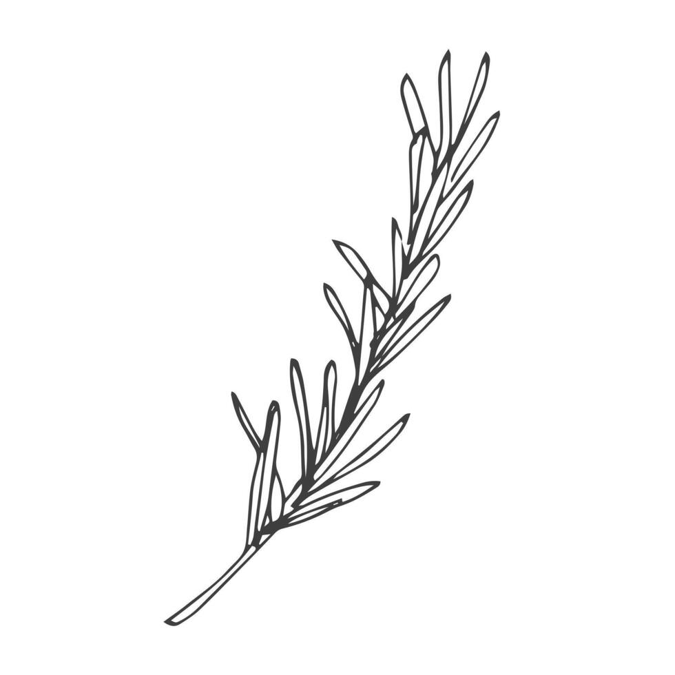 outline spice rosemary sprig in doodle style. Clip art for kitchen, design of packaging and wrapping paper, menus vector