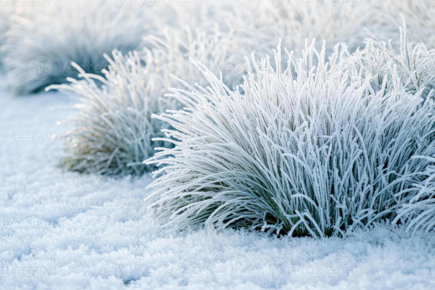 Frost covering blades of grass in winter landscape photo