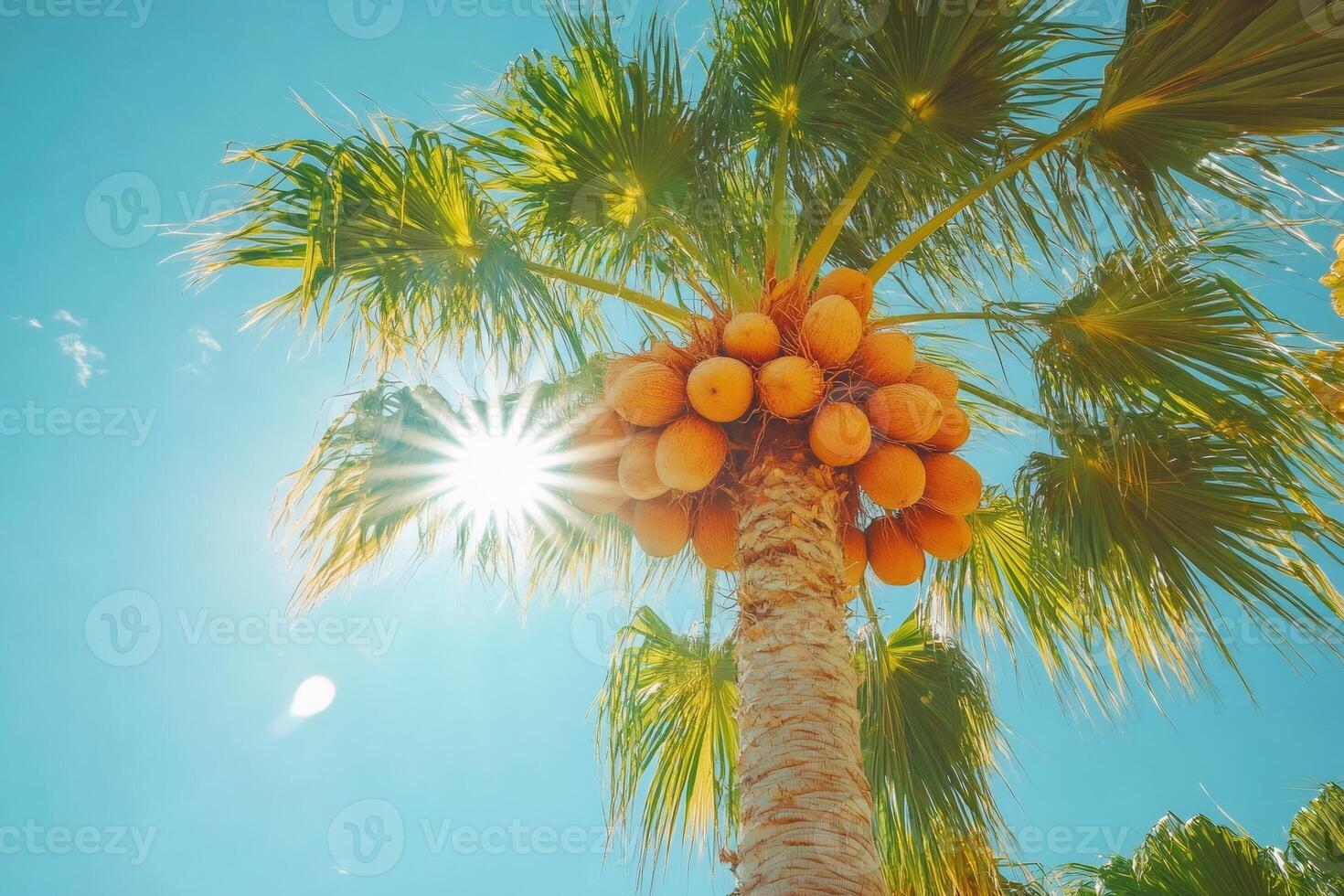 Bright tropical sun shining through coconut palm tree photo