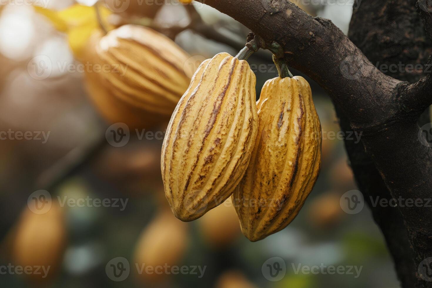 Ripe yellow cocoa pods growing on tree branch in plantation photo
