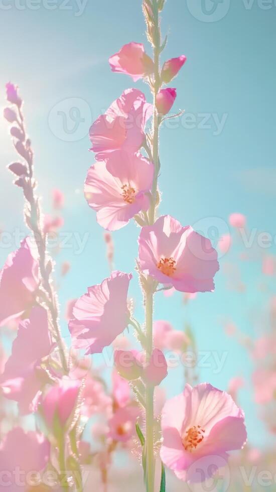 Pink checker mallow flowers blooming under the summer sun against a clear blue sky, beautiful and dreamy natural scene background photo