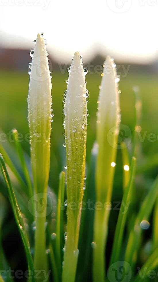 Delicate white Close up crocus emerging through dewy green grass, sparkling under soft spring rainfall, capturing seasonal renewal background photo