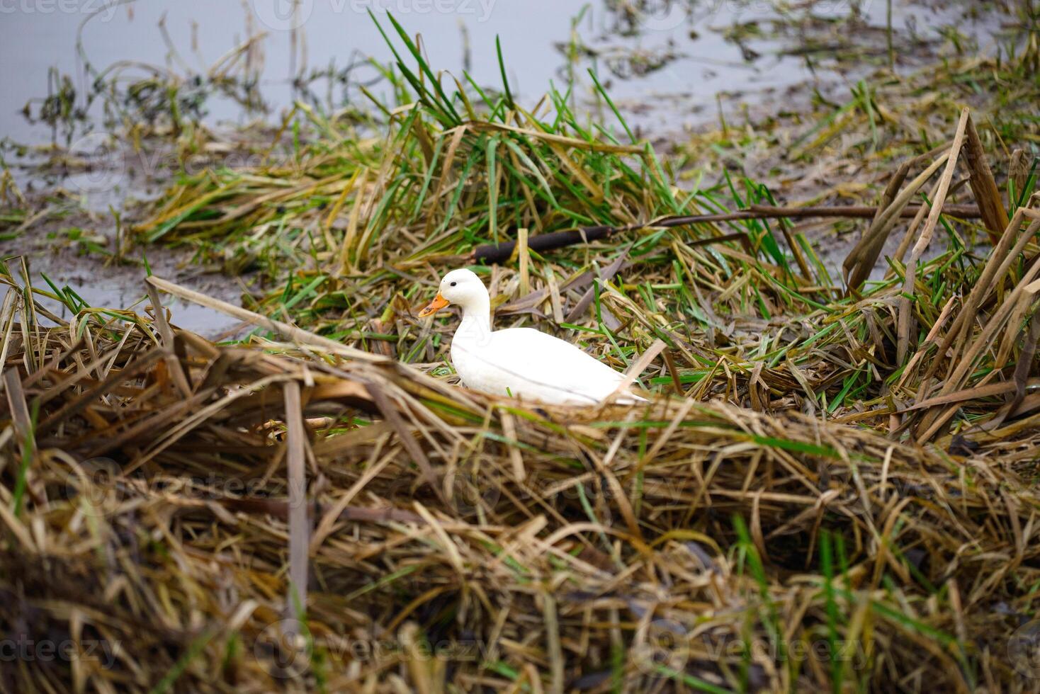 white domestic duck on the pond among wild ducks photo